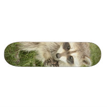 Racoon Skateboard Decks