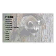 Racoon-Summer-youngster in hollow tree Business Card Template