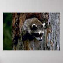 Racoon-Summer-youngster in hollow tree Posters