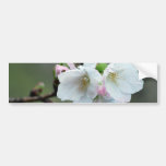 Radiant cherry blossom bumper stickers