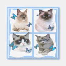 Ragdolls Four Magnet