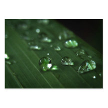 Rain Drop Macro ATC Photo Card Business Cards