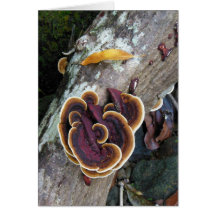Rain Forest Fungi Cards