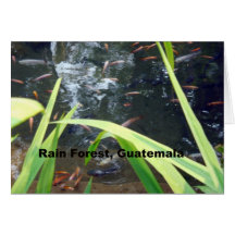 Rain Forest, Guatemala Cards