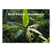 Rain Forest, Guatemala Greeting Cards