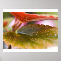 Rain Wet Autumn Fall Leaves Posters
