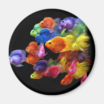 Rainbow of Parrotfish Magnets