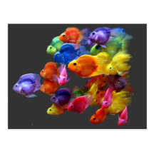 Rainbow of Parrotfish Postcard