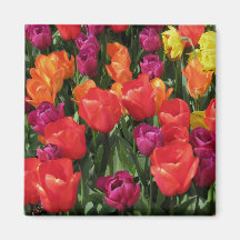 Rainbow Of Tulips Magnet