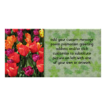 Rainbow Of Tulips Picture Card