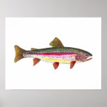 Rainbow Trout Fish Posters
