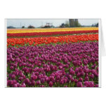 Rainbow Tulips Card