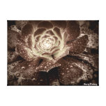 Raindrops on Petals Stretched Canvas Prints