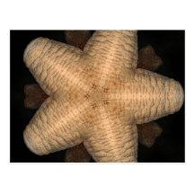 Rare Cave Star Postcard