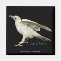 Rare White Raven Photo Spirit Raven II Series Fridge Magnet