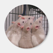 Rats Fridge Magnet