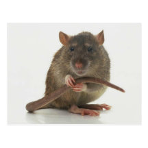 Rats!!! Postcard
