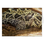 Rattler Cards