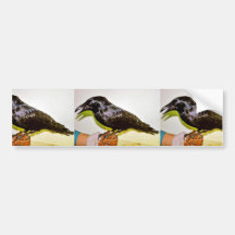 Raven in Hand Bumper Stickers