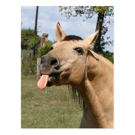 razzberry post card