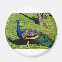 REAL TURKEY MAGNETS