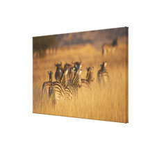 Rear view of Plains Zebra (Equus quagga), Tala Gallery Wrap Canvas