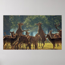 Rearing Doe red deer Posters
