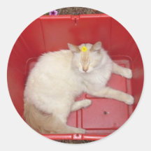 recycled kitty sticker