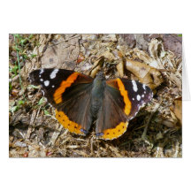 Red Admiral Butterfly Note Card