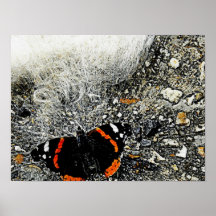 Red Admiral Posters