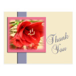 Red Amarylis Thank You Postcard Template
