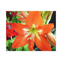 Red amaryllis flower. Photo by Artislamic.com. Stretched Canvas Prints
