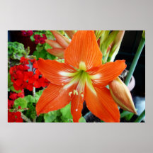 Red amaryllis flower. Photo by Artislamic.com. Poster