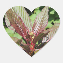 Red and Green Leafy Plant. Stickers
