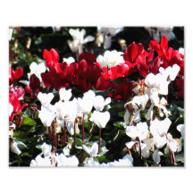 Red And White Flowers Art Photo