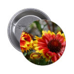Red and Yellow Gaillardia Button