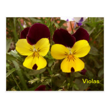 Red and Yellow Violas Postcard