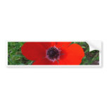 Red anemone bumper stickers