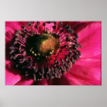 Red Anemone flowers Poster