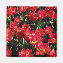 Red Beauties Refrigerator Magnet