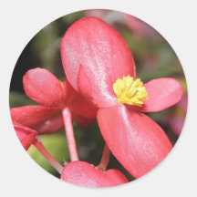 Red Begonia Sticker