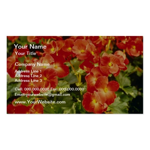 Red Begonia X Rex Cultorum (Rex Begonia) flowers Business Card Templates