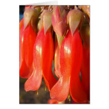 Red Bell Flowers Greeting Cards