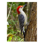 Red Bellied Woodpecker Postcard