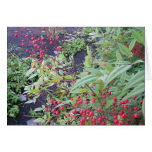 Red Berries at Work Greeting Cards