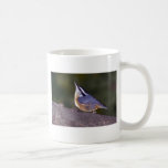 Red-breasted Nuthatch on branch Coffee Mug