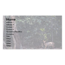 Red brocket deer (Mazama americana) Business Card Templates