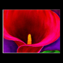 Red Cala Lily Flower Painting Art - Multi postcards
