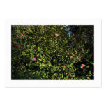 Red Camellia Bush (Bordered) Business Card Templates