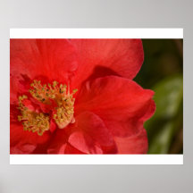 Red Camellia Flower Poster